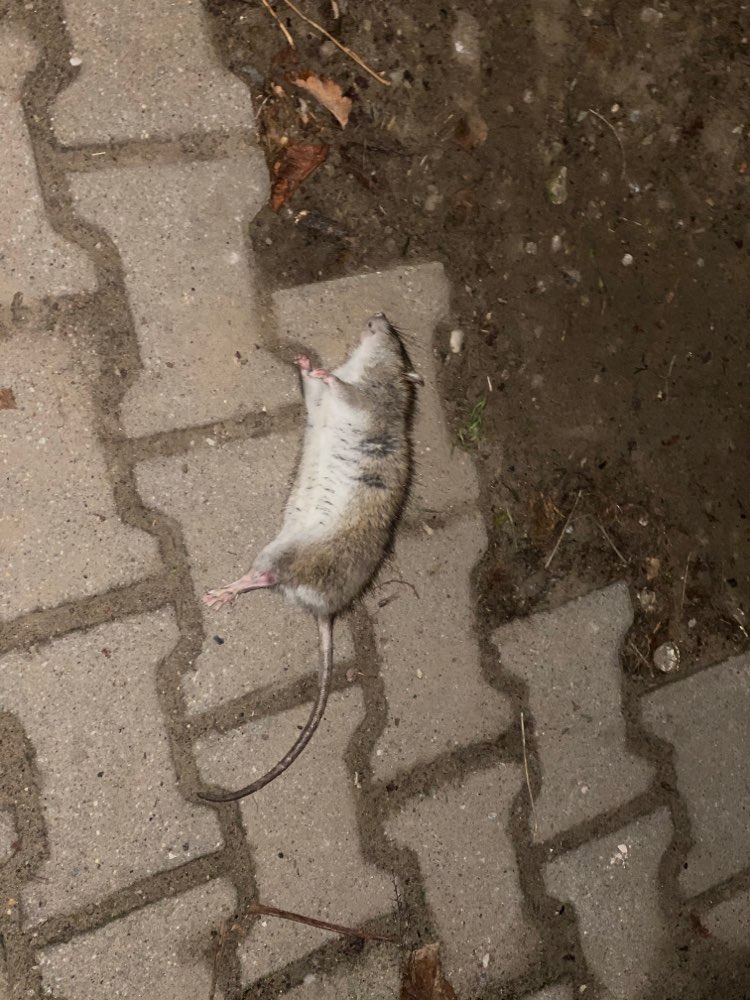 Giftköder-Tote Ratte-Profilbild