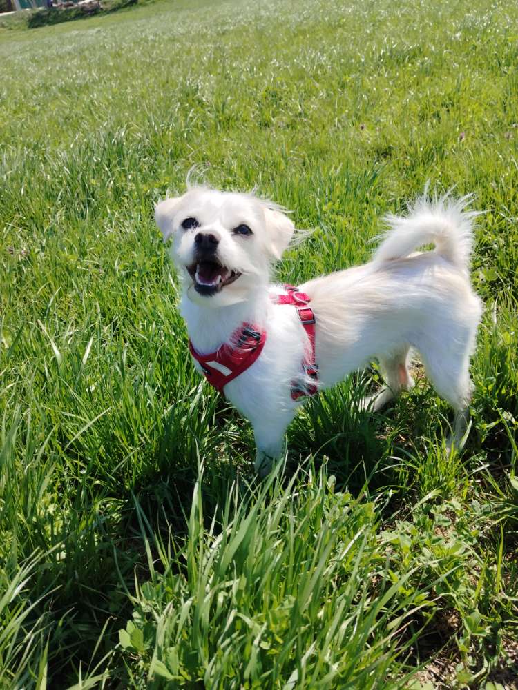 Hundetreffen-Spiel treffen und Gassi runden im 22.bezirk ☺️-Profilbild