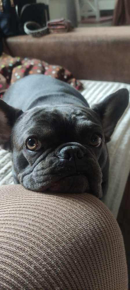 Hundetreffen-Treffen mit Artgenossen (französische Bulldogge)-Profilbild