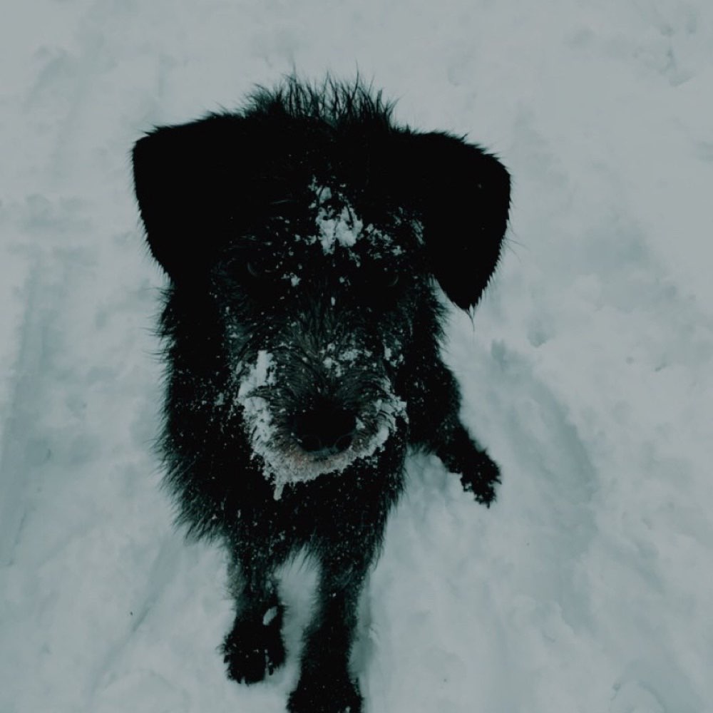 Hundetreffen-Waldrunde Hasenbergsteige-Profilbild