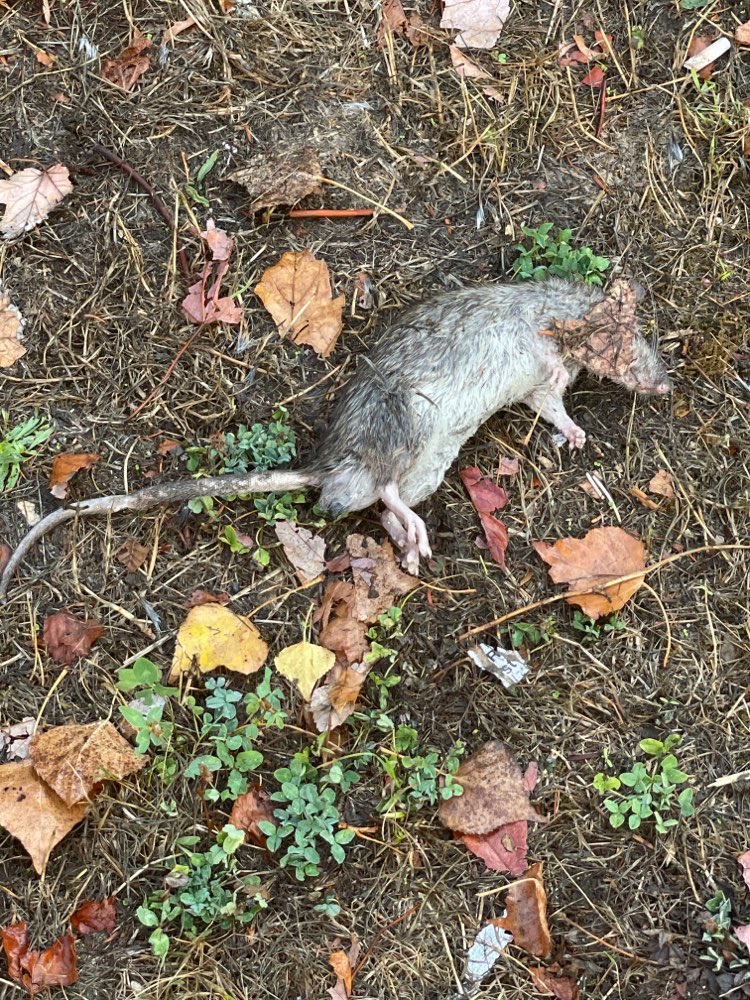 Giftköder-Rattengift mit Kadaver-Profilbild