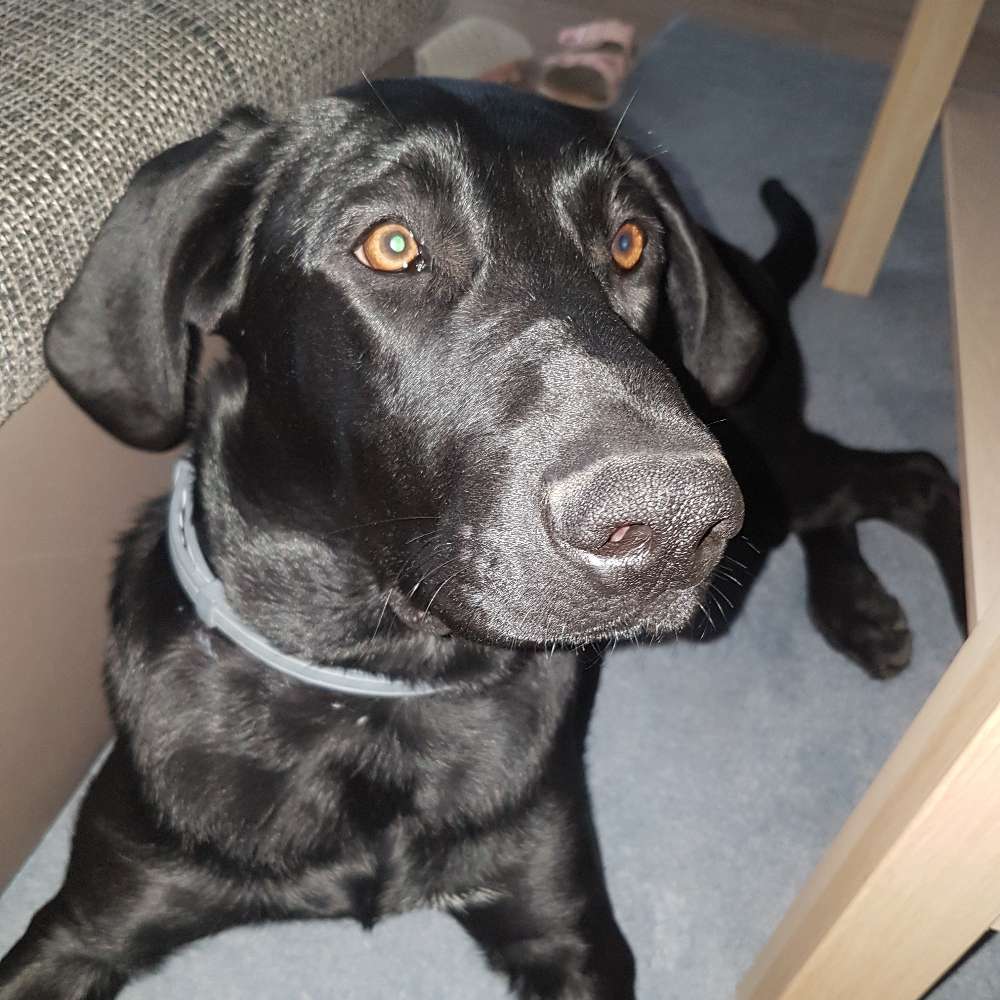 Hundetreffen-Junghund (Rüde) sucht Spielpartner/in-Profilbild