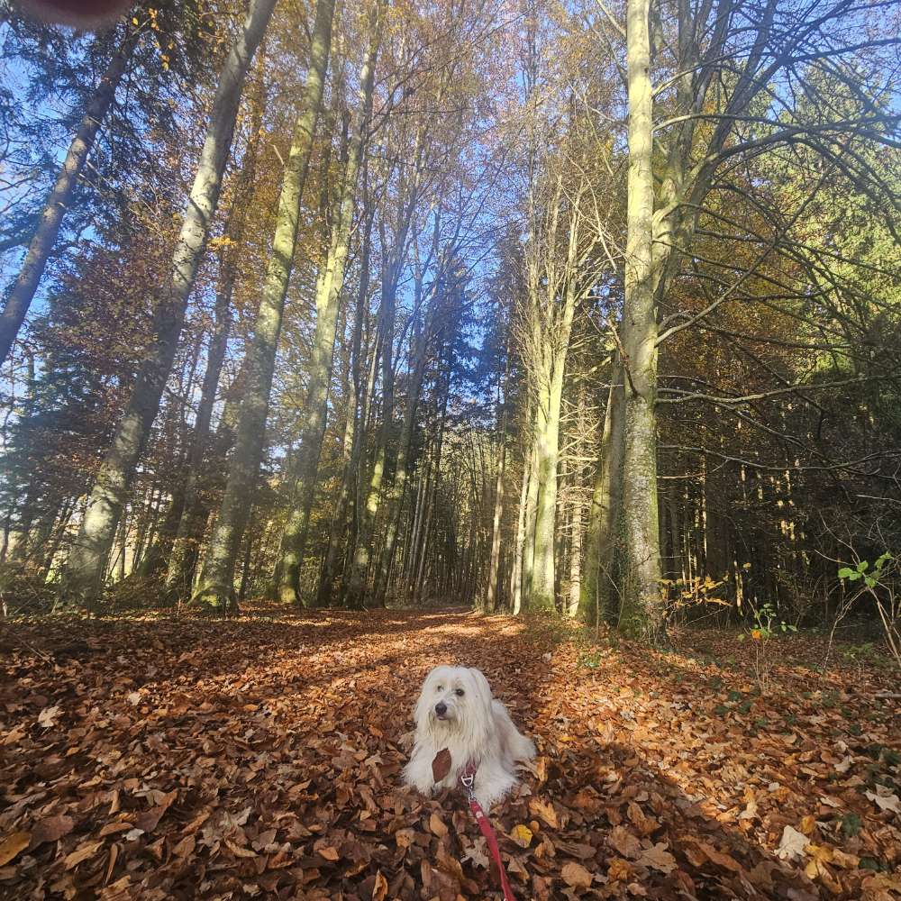 Hundetreffen-Social Walk-Profilbild