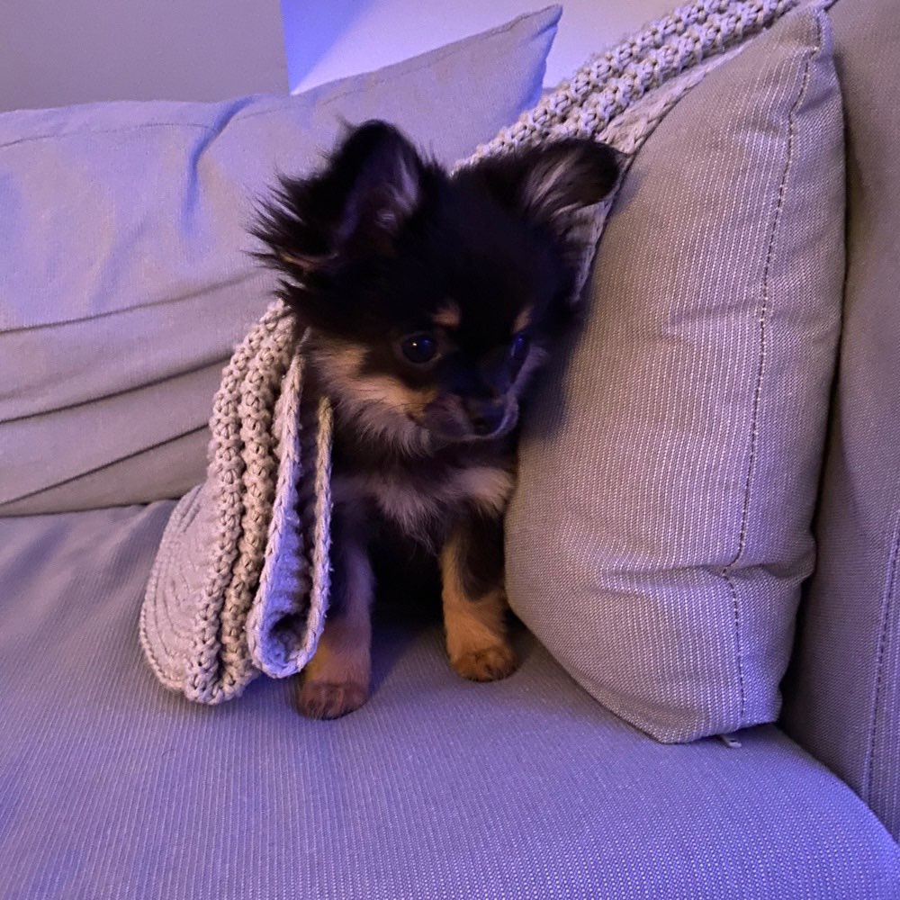 Hundetreffen-Welpentreff im Haunstetter-Wald-Profilbild