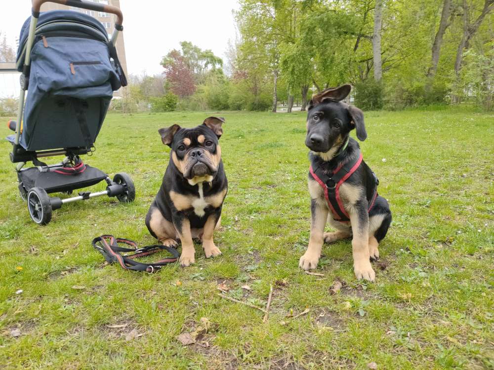 Hundetreffen-Bullytreffen-Profilbild