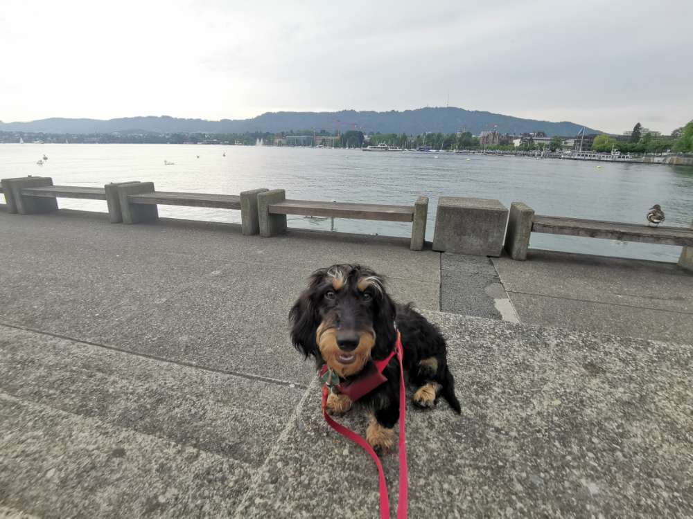 Hundetreffen-Gemeinsames Spazieren gehen-Profilbild