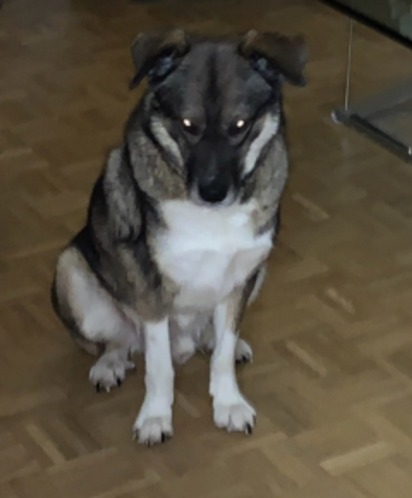 Giftköder-Giftköder mit Blausäure-Profilbild