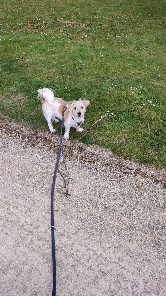 Hundetreffen-Spielpartner-Profilbild