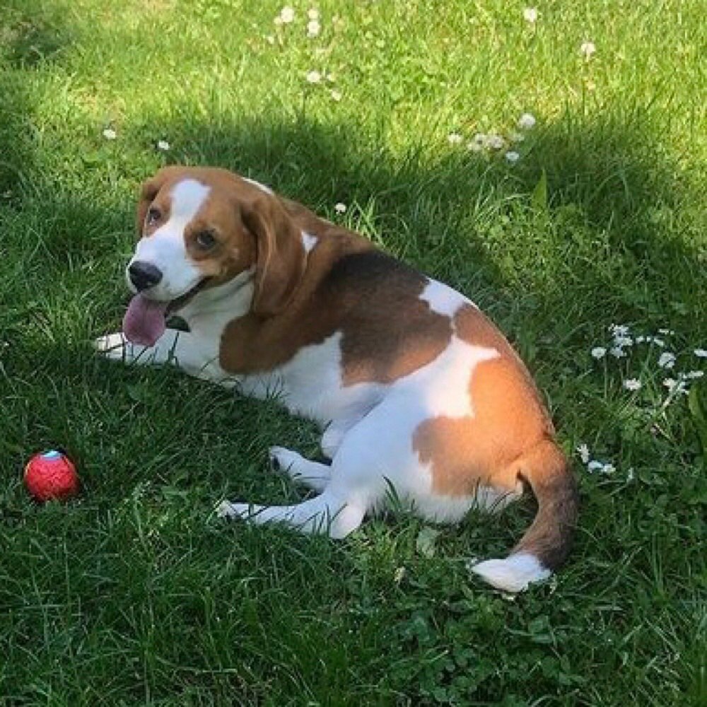 Hundetreffen-Beagel treffen-Profilbild