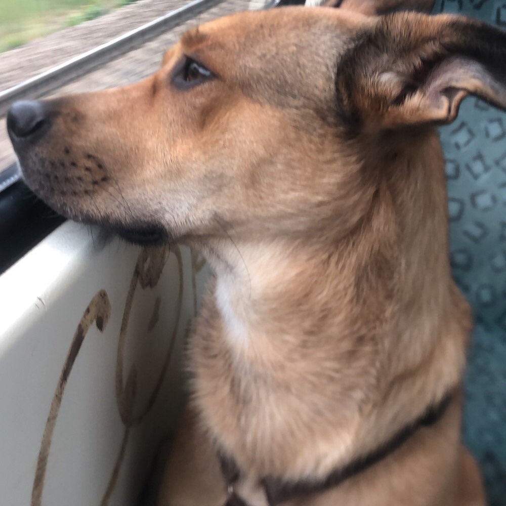 Hundetreffen-Schäferhund treffen-Profilbild