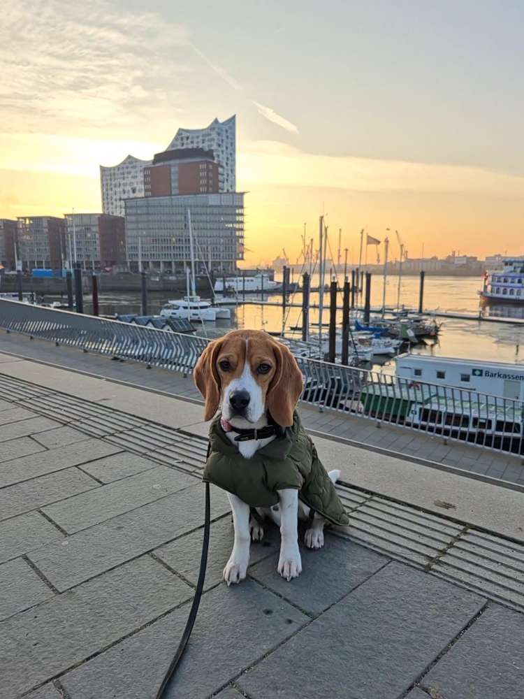 Hundetreffen-Hunde treffen & toben-Profilbild