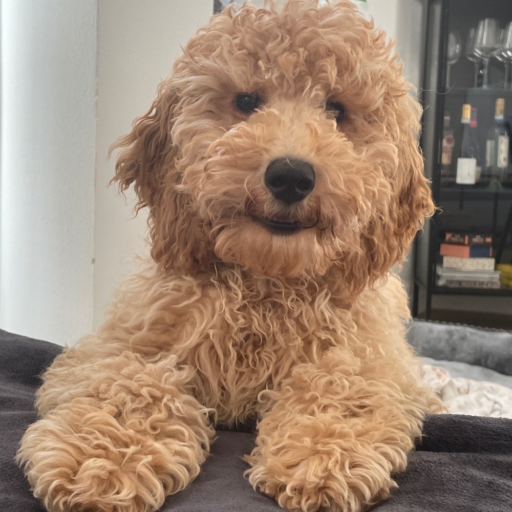 Hundetreffen-Junghunde Treffen 🐶-Profilbild