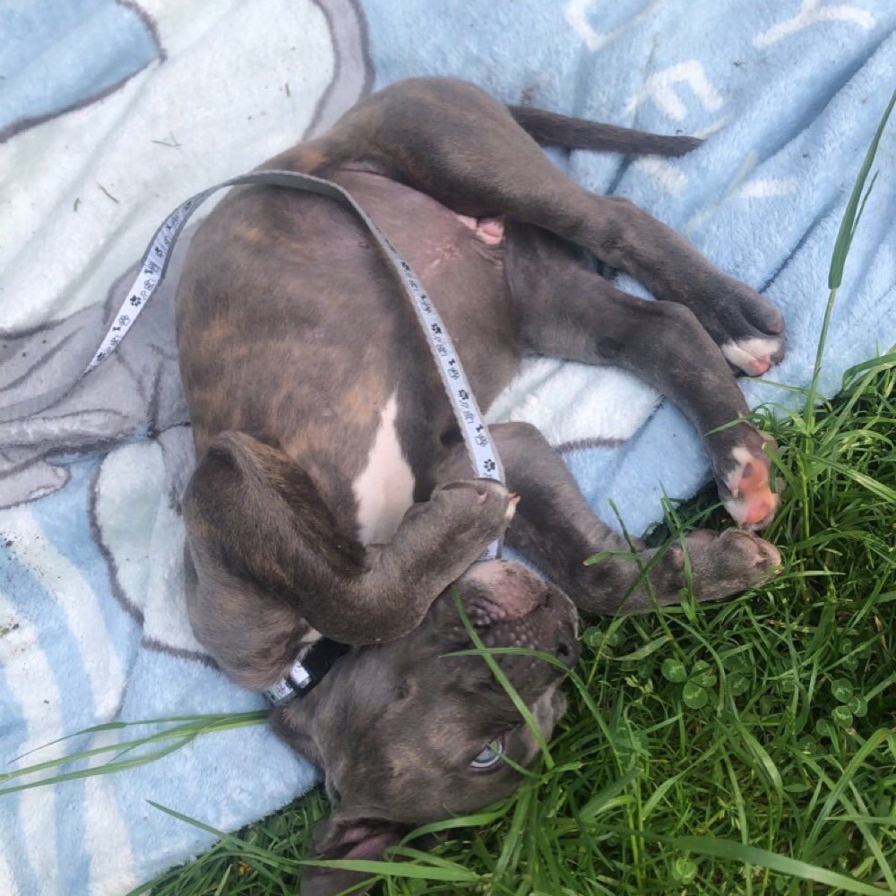 Hundetreffen-Welpentreffen Wilhelmsburg-Profilbild