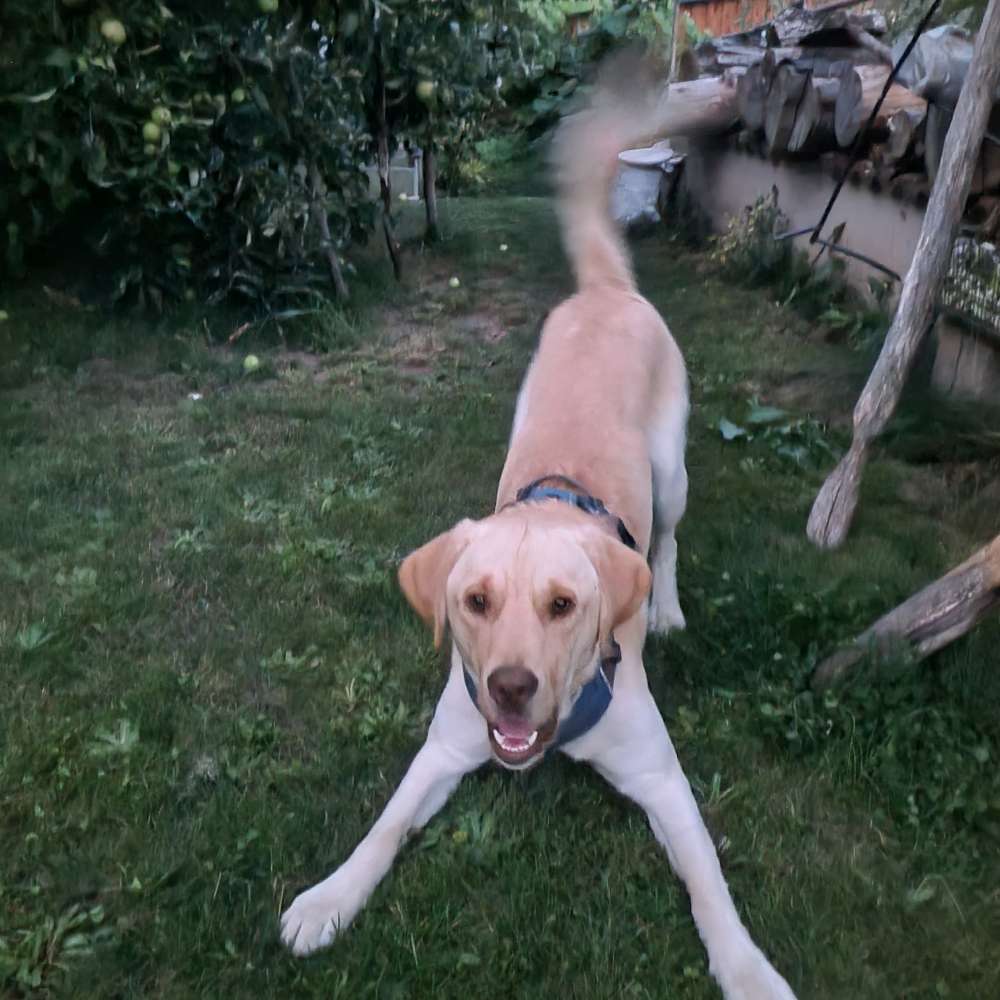 Hundetreffen-Trainieren und spielen-Profilbild