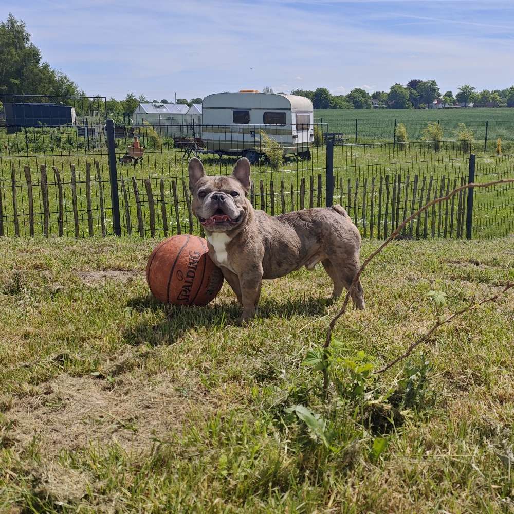 Hundetreffen-Neuer Gassi/Spielpartner-Profilbild