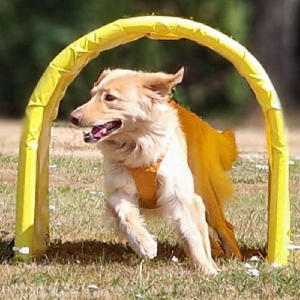 Hundetreffen-Hoopersgruppe in Woringen-Profilbild