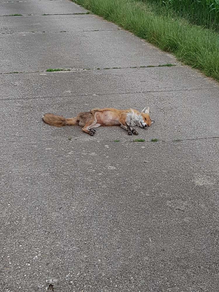 Giftköder-Toter Fuchs, Verdacht auf Fuchsräude-Profilbild