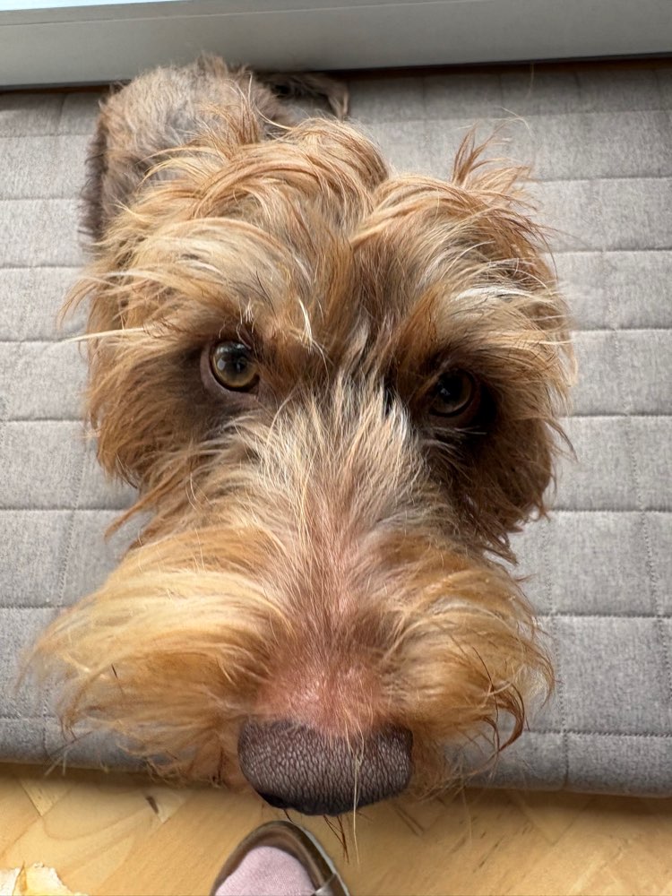 Hundetreffen-Kleinhundespaziergang im Stadtgarten oder auf Monte Schlakko gesucht-Profilbild
