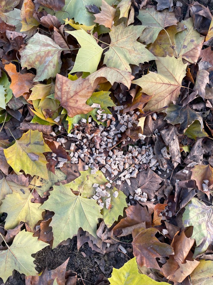 Giftköder-Giftköder-Profilbild