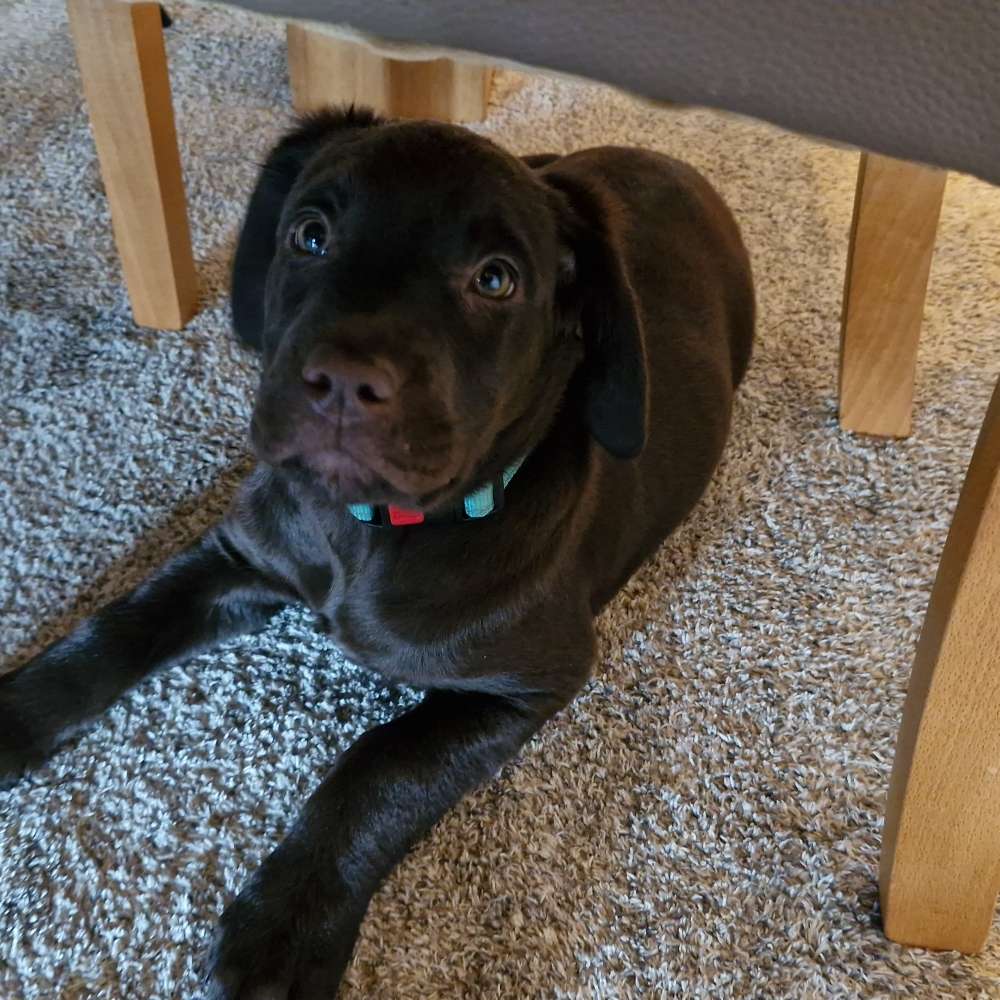 Hundetreffen-Welpentreff-Profilbild