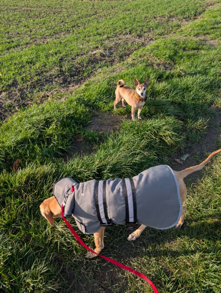 Hundetreffen-Hunde/Welpen Treff-Profilbild