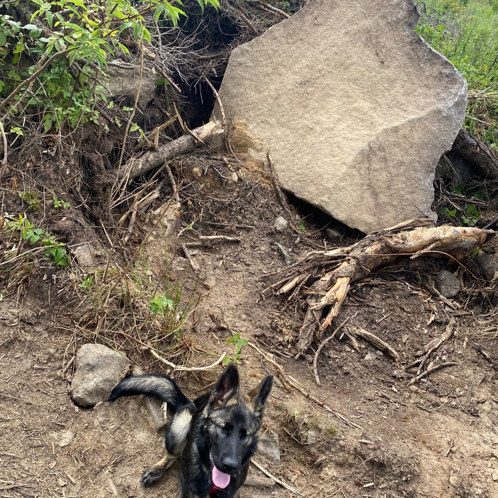 Hundetreffen-Spielen und laufen Nähe Bautzen-Profilbild