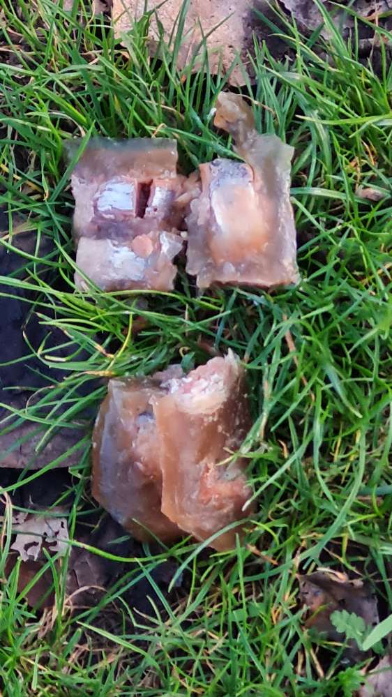 Giftköder-Giftköder und ausgelegtes Trockenfutter-Profilbild