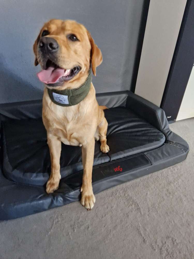Hundetreffen-Spielpartner und gemeinsame Gassi Runden-Profilbild