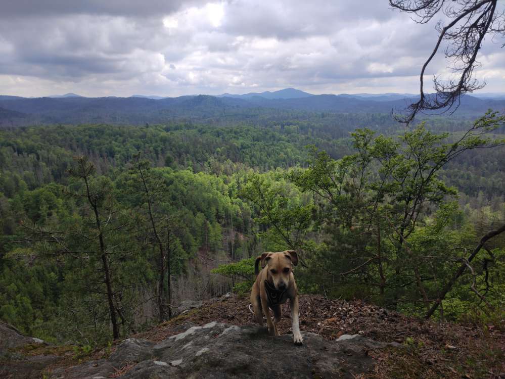 Hundetreffen-Gassifreunde und Spielgefährten gesucht-Profilbild