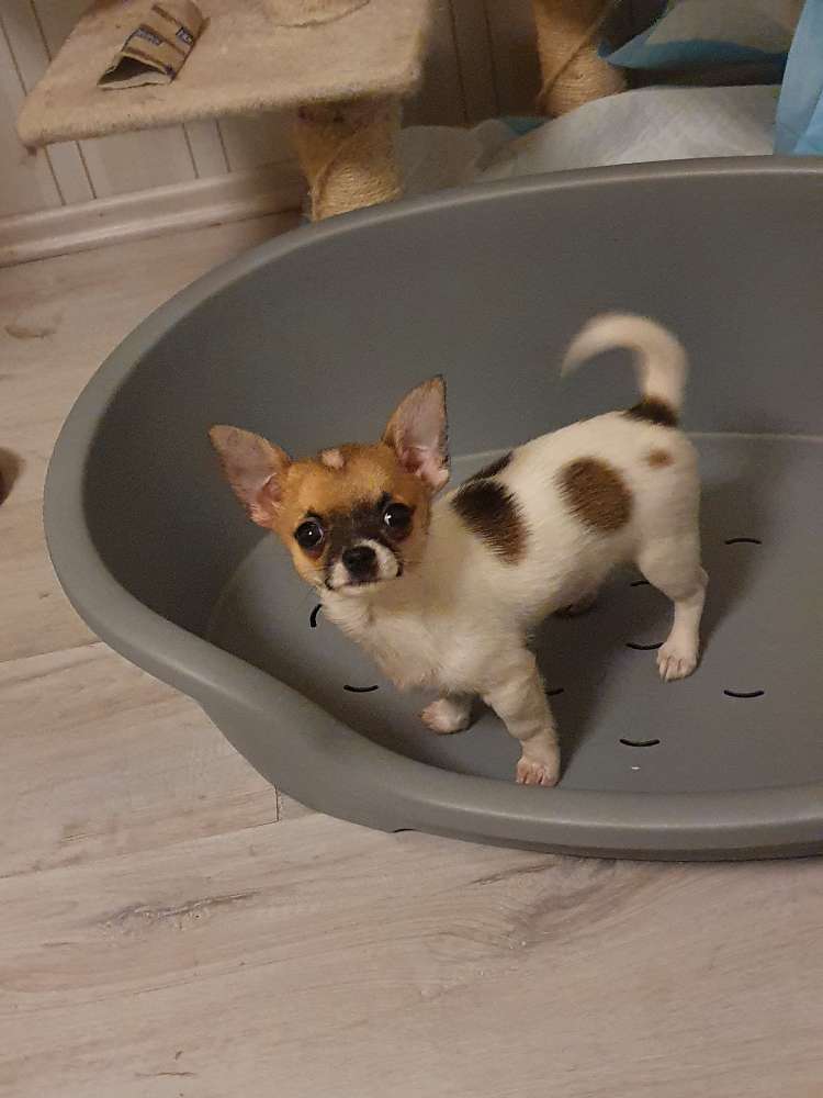 Hundetreffen-Welpe/ Junghundtreffen-Profilbild