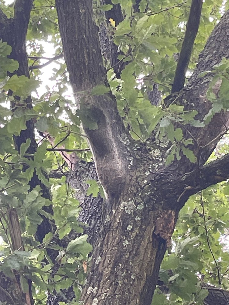 Giftköder-Eichenprozessionsspinner-Profilbild