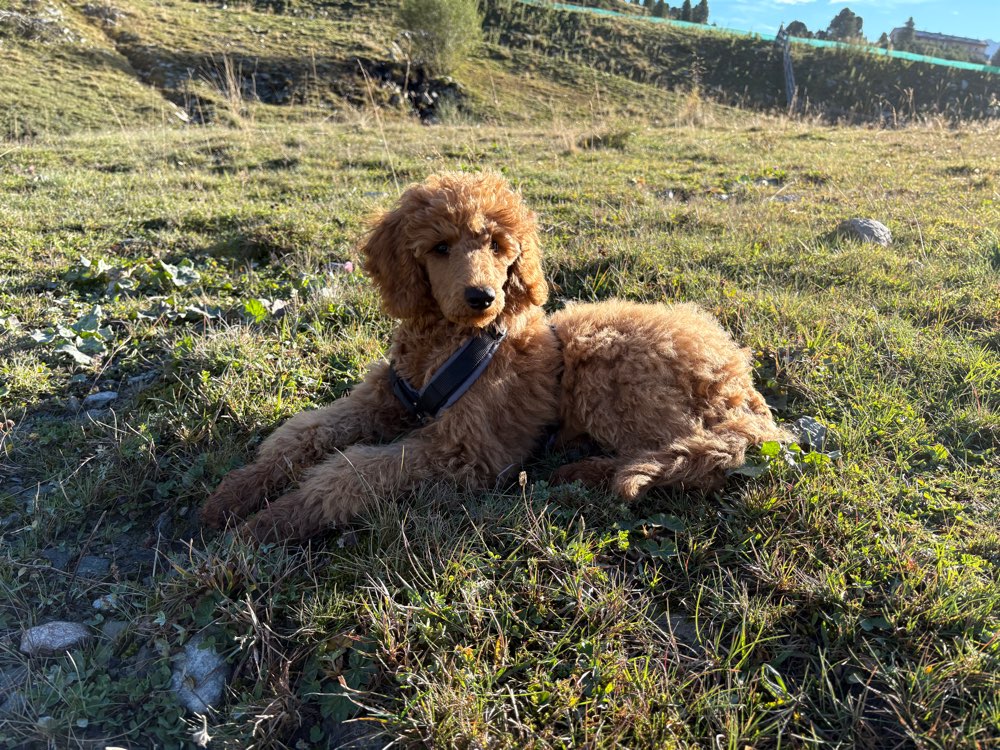 Hundetreffen-Welpen Treff in Waldtrudering-Profilbild