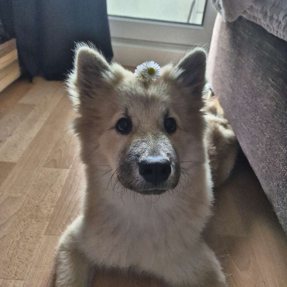 Hundetreffen-Gemeinsame Spaziergänge und Spielrunden-Profilbild