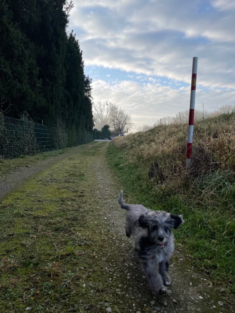 Hundetreffen-Gernsheimer Welpen 🐶-Profilbild