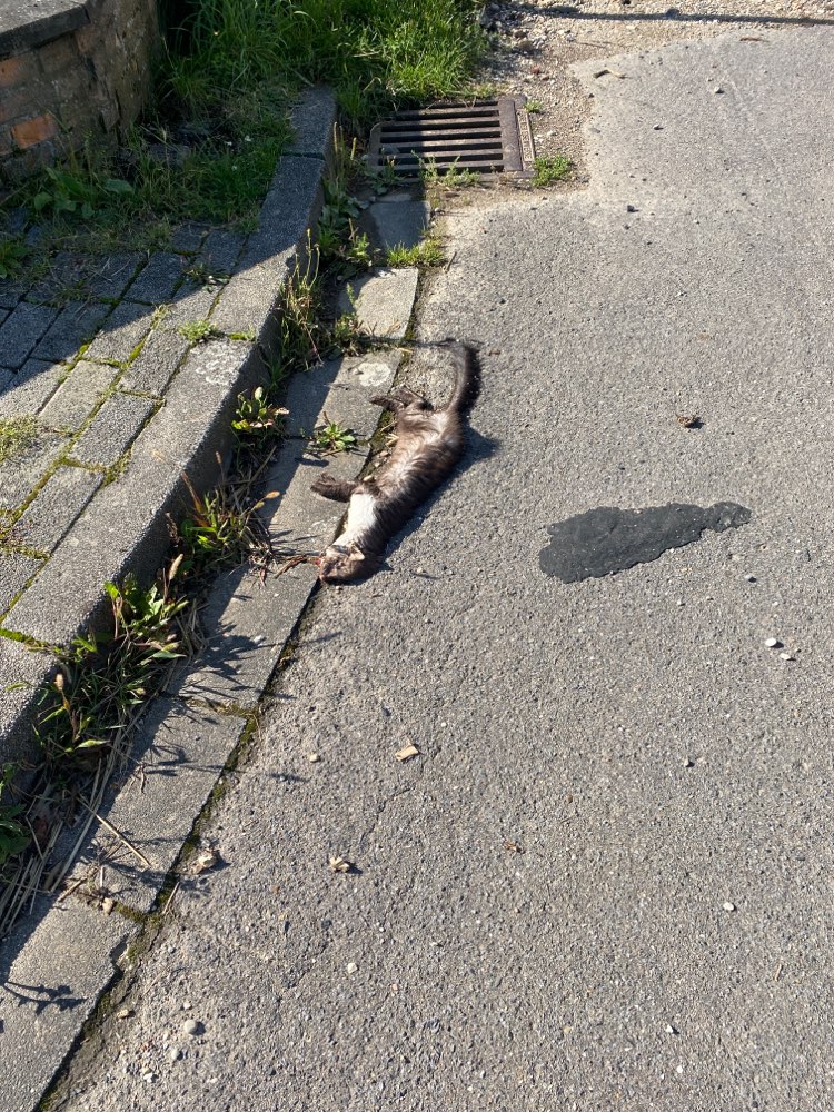 Giftköder-Tierkadaver wurde entfernt.-Profilbild