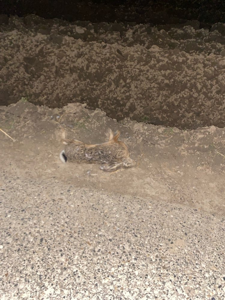 Giftköder-Toter Hase-Profilbild