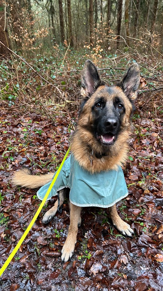 Hundetreffen-Rassenverwandte gesucht-Profilbild