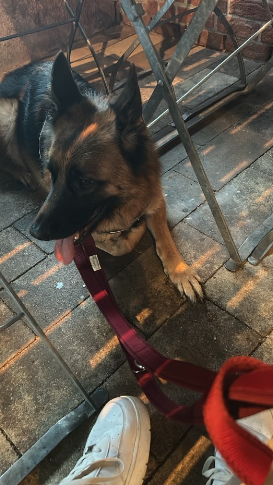 Hundetreffen-Gruppe für Austausch und Gassi Runden gesucht-Profilbild