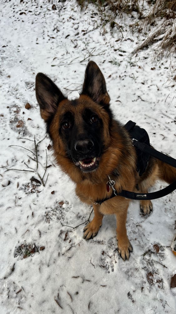 Hundetreffen-Gassi Runde und Erfahrungsaustausch-Profilbild