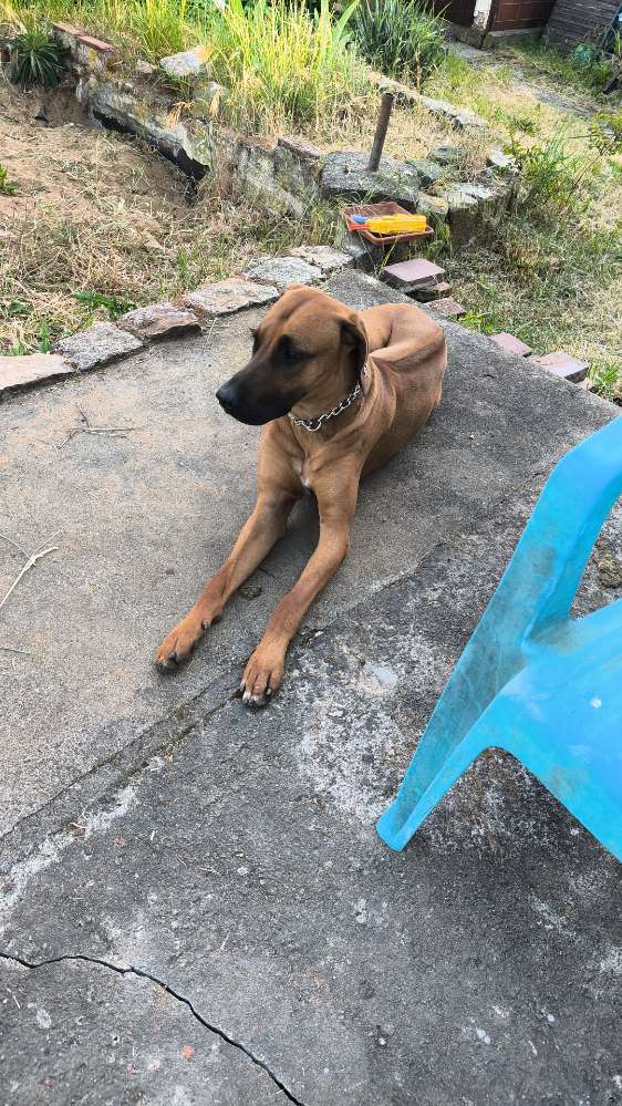 Hundetreffen-Suchen Freunde zum toben und spazieren gehen-Profilbild