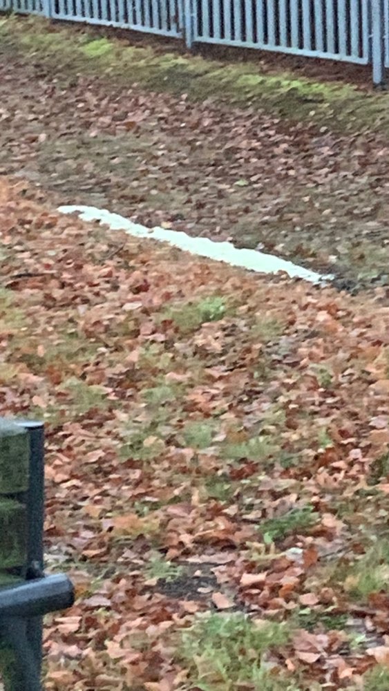 Giftköder-Giftige Substanz-Profilbild