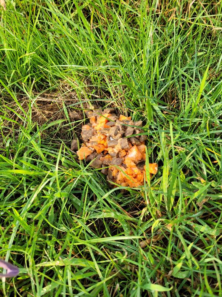 Giftköder-Giftköder-Profilbild