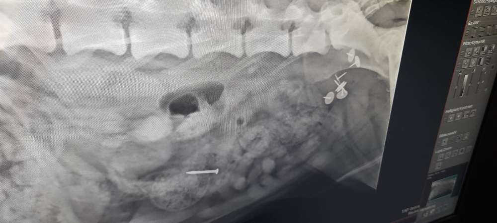 Giftköder-Giftköder-Profilbild