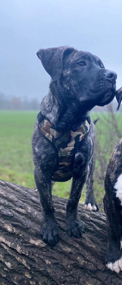 Hundetreffen-Zum spielen und spazieren treffen-Profilbild