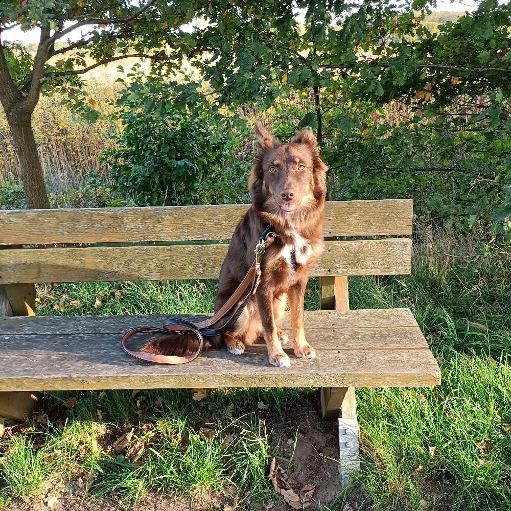 Hundetreffen-Spielfreunde gesucht-Profilbild