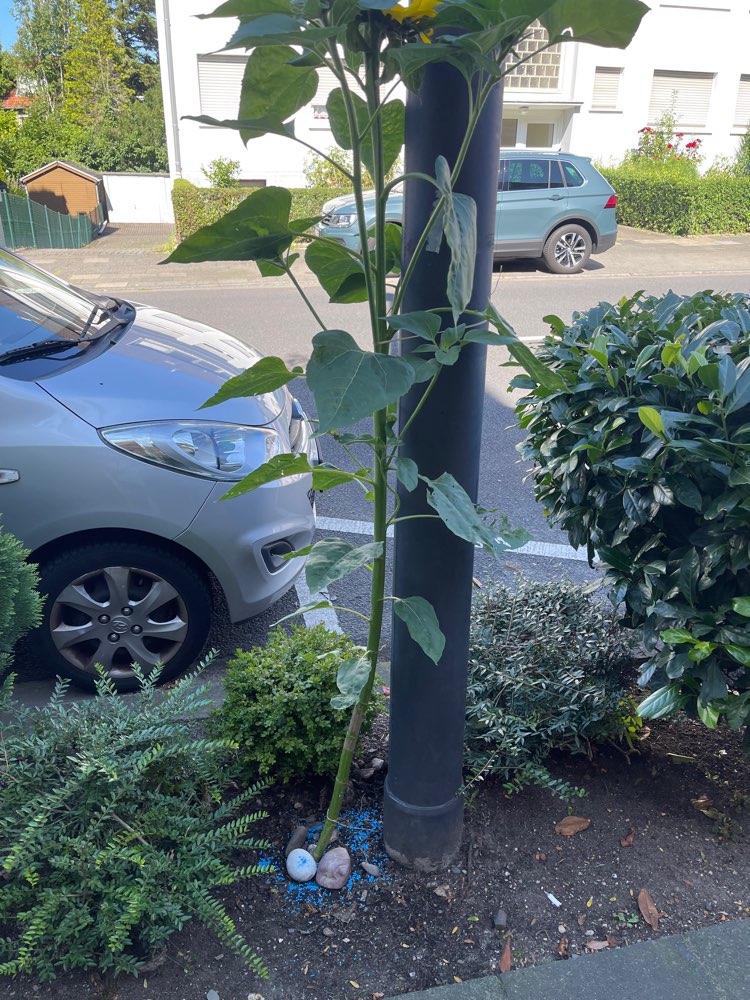 Giftköder-Schneckenkorn an Sonnenblume-Profilbild
