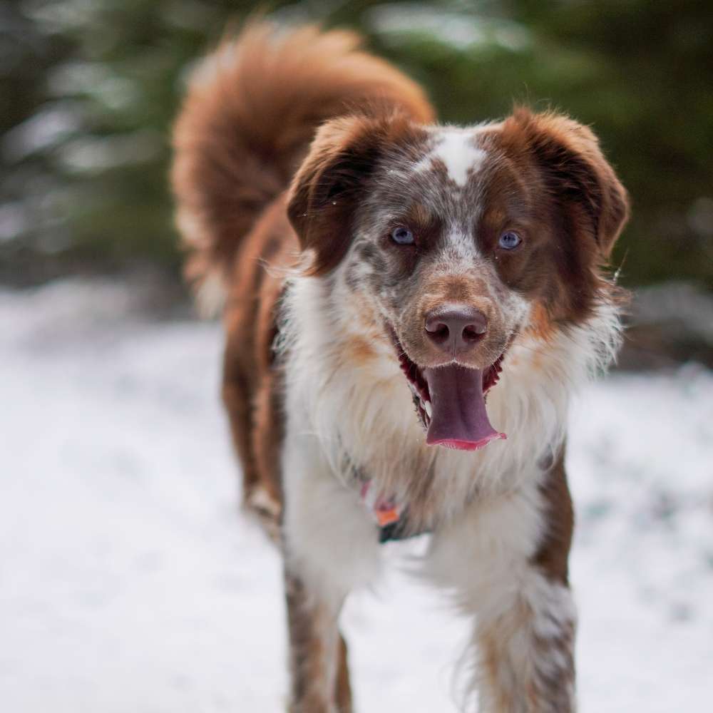 Hundetreffen-Spaziergang/Training/Austausch-Profilbild