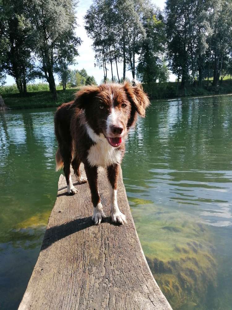 Hundetreffen-Trainings und Spieltreffen-Profilbild