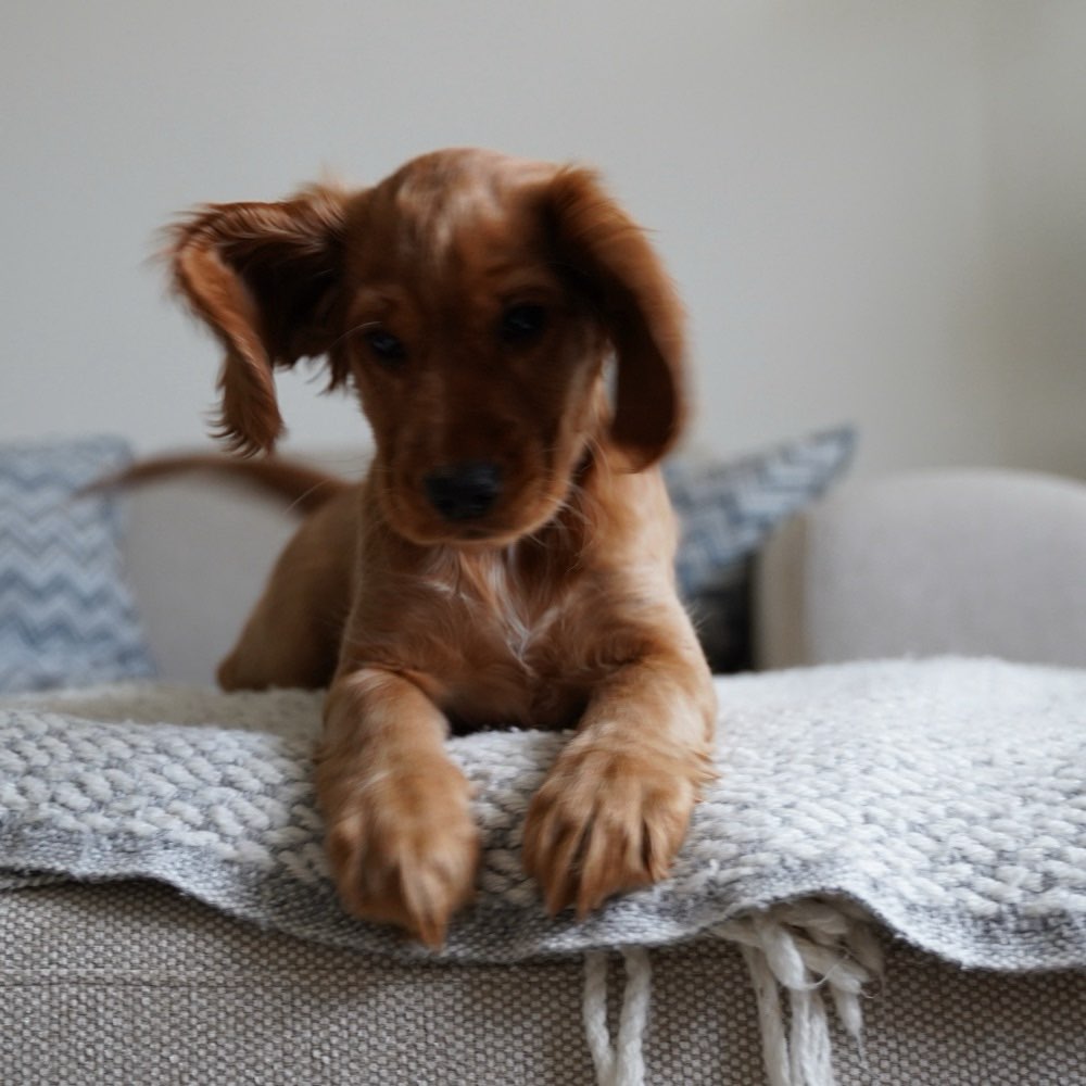 Hundetreffen-Spielen und Sozialisierung im englischen Garten oder Luitpoldpark-Profilbild
