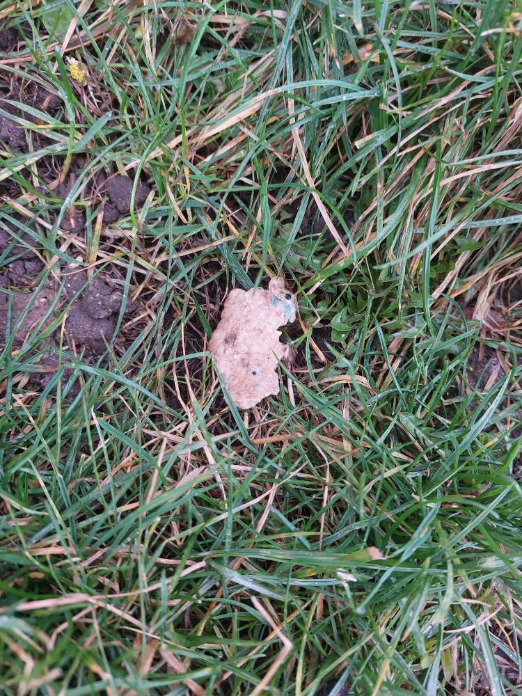 Giftköder-Giftköder-Profilbild